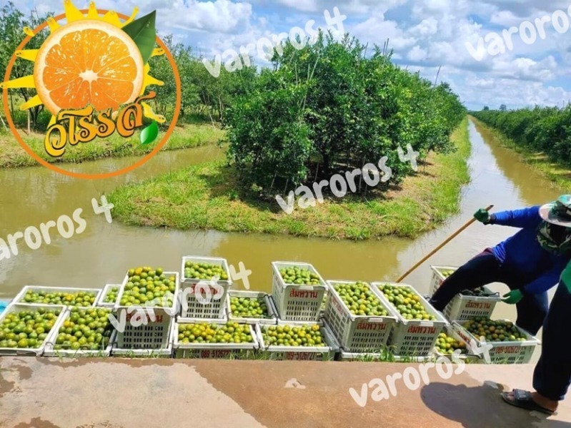 ส้มสด คั้นสด ต้องส้มวโรรส